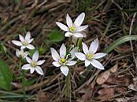 Crocus (1) (Photo F. Mrugala)